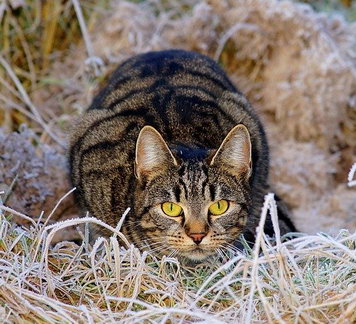 Katzentoilette Test